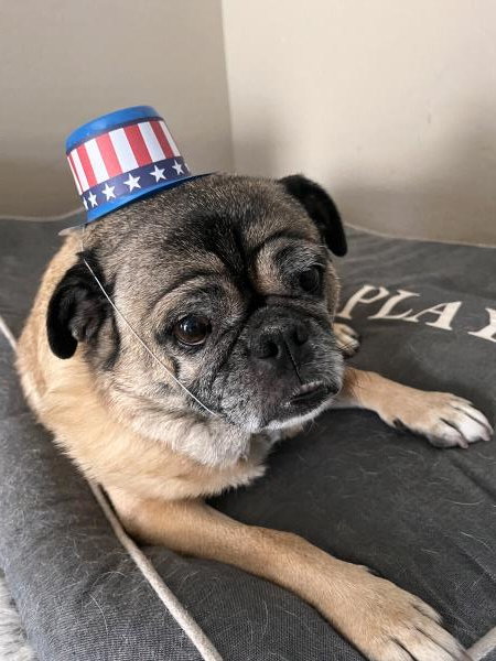/images/uploads/pug nation rescue of los angeles/pugnation2024/entries/30773thumb.jpg